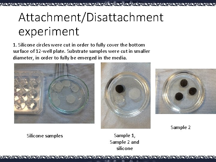 Attachment/Disattachment experiment 1. Silicone circles were cut in order to fully cover the bottom