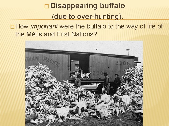 � Disappearing buffalo (due to over-hunting). � How important were the buffalo to the
