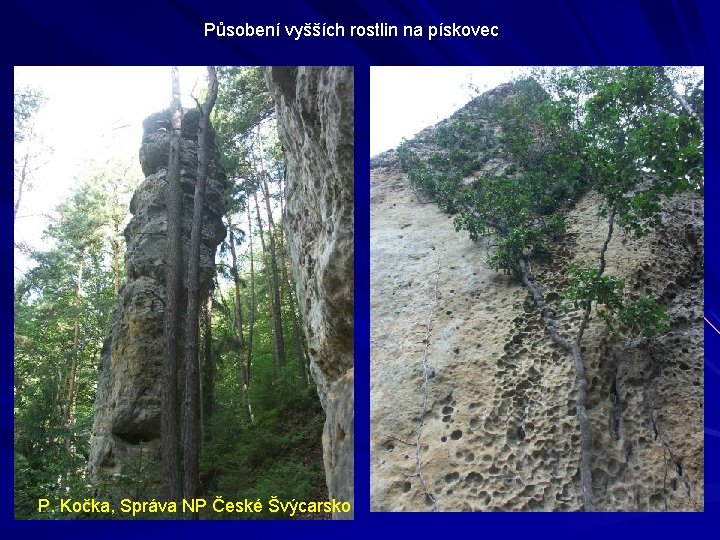 Působení vyšších rostlin na pískovec P. Kočka, Správa NP České Švýcarsko 