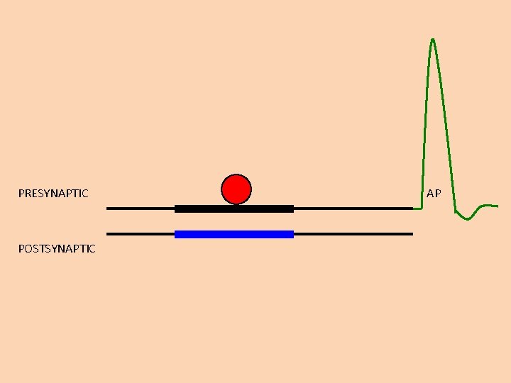 PRESYNAPTIC POSTSYNAPTIC AP 