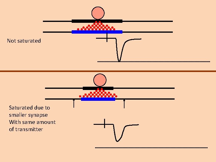 Not saturated Saturated due to smaller synapse With same amount of transmitter 