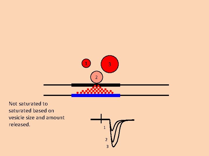 1 3 2 Not saturated to saturated based on vesicle size and amount released.