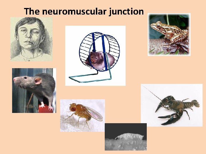 The neuromuscular junction 