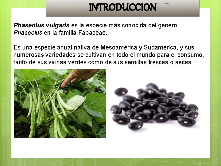 INTRODUCCION Phaseolus vulgaris es la especie más conocida del género Phaseolus en la familia INTRODUCCION Phaseolus vulgaris es la especie más conocida del género Phaseolus en la familia