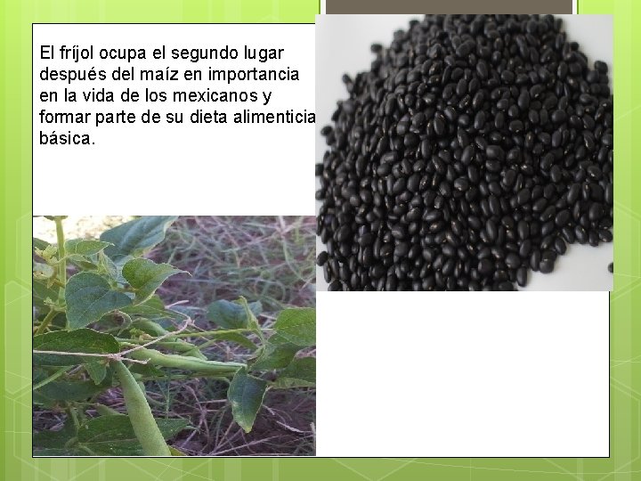 El fríjol ocupa el segundo lugar después del maíz en importancia en la vida El fríjol ocupa el segundo lugar después del maíz en importancia en la vida