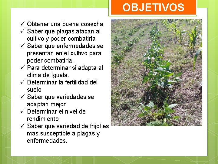 OBJETIVOS ü Obtener una buena cosecha ü Saber que plagas atacan al cultivo y OBJETIVOS ü Obtener una buena cosecha ü Saber que plagas atacan al cultivo y