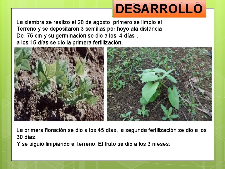 DESARROLLO La siembra se realizo el 28 de agosto primero se limpio el Terreno DESARROLLO La siembra se realizo el 28 de agosto primero se limpio el Terreno