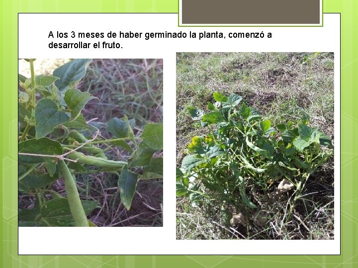 A los 3 meses de haber germinado la planta, comenzó a desarrollar el fruto. A los 3 meses de haber germinado la planta, comenzó a desarrollar el fruto.