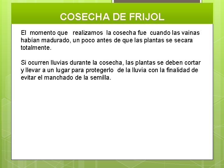 COSECHA DE FRIJOL El momento que realizamos la cosecha fue cuando las vainas habían COSECHA DE FRIJOL El momento que realizamos la cosecha fue cuando las vainas habían