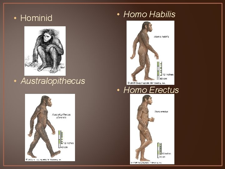  • Hominid • Australopithecus • Homo Habilis • Homo Erectus 