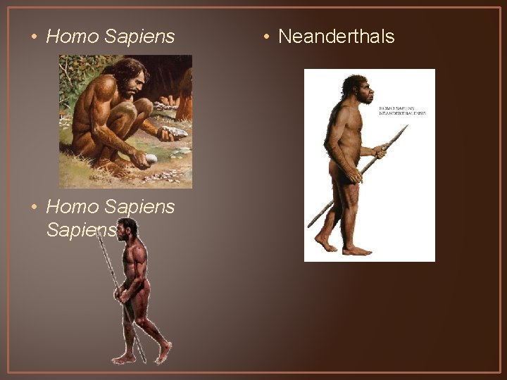  • Homo Sapiens • Neanderthals 