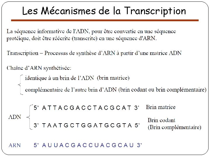 Les Mécanismes de la Transcription 