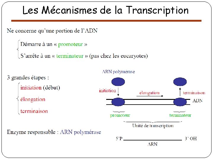 Les Mécanismes de la Transcription 