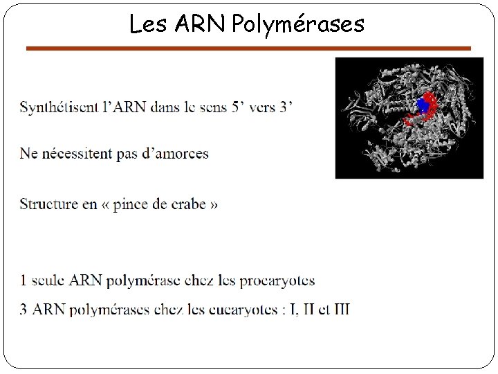 Les ARN Polymérases 