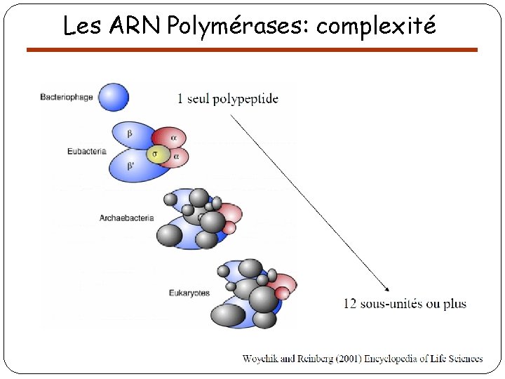 Les ARN Polymérases: complexité 