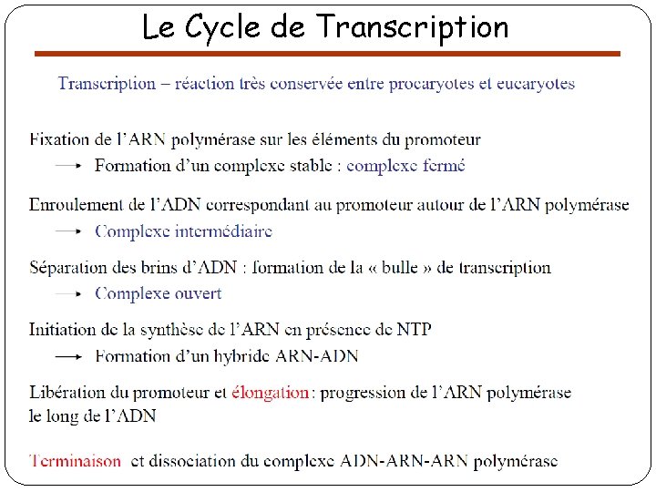 Le Cycle de Transcription 