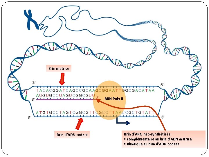 Brin matrice ARN Poly II Brin d’ADN codant Brin d’ARN néo-synthétisée: § complémentaire au