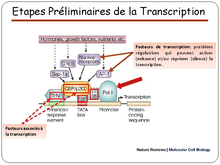 Etapes Préliminaires de la Transcription Facteurs de transcription: protéines régulatrices qui peuvent activer (enhance)