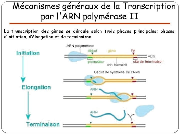 Mécanismes généraux de la Transcription par l'ARN polymérase II La transcription des gènes se