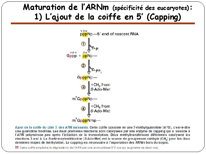 Maturation de l’ARNm (spécificité des eucaryotes): 1) L’ajout de la coiffe en 5’ (Capping)