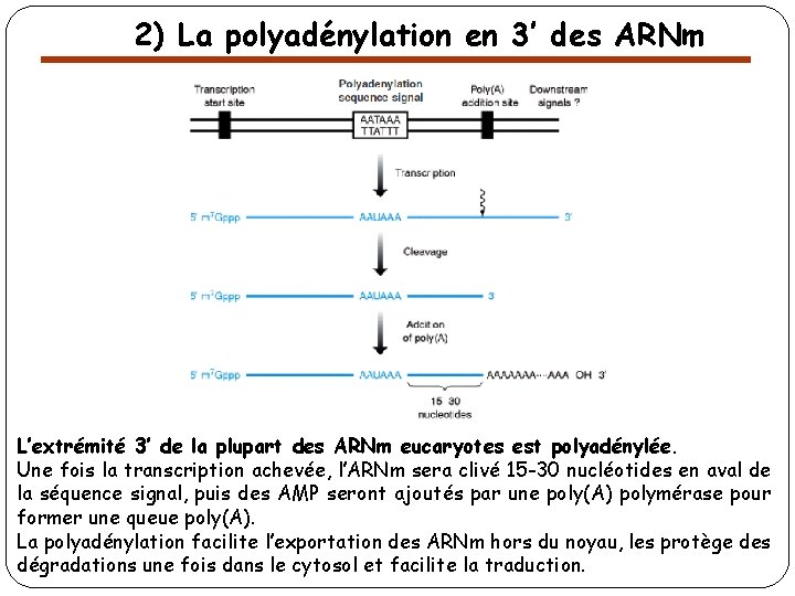 2) La polyadénylation en 3’ des ARNm L’extrémité 3’ de la plupart des ARNm