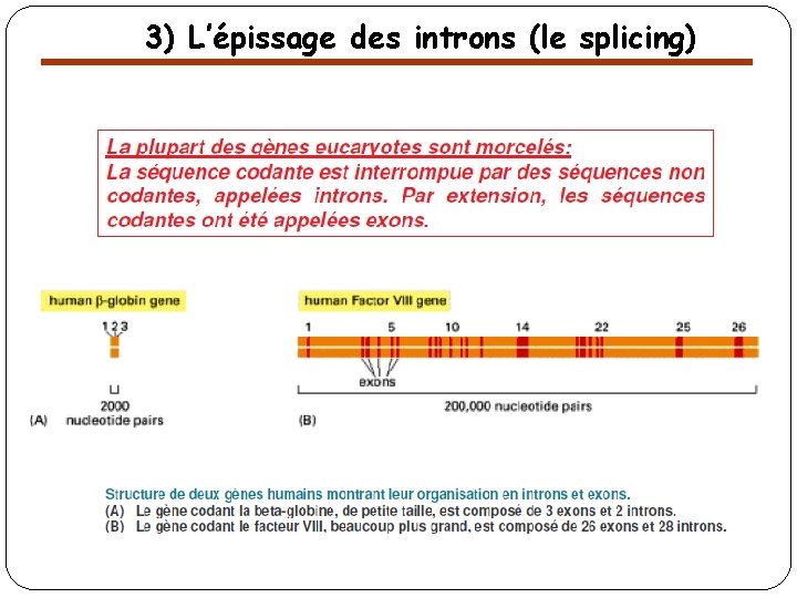 3) L’épissage des introns (le splicing) 