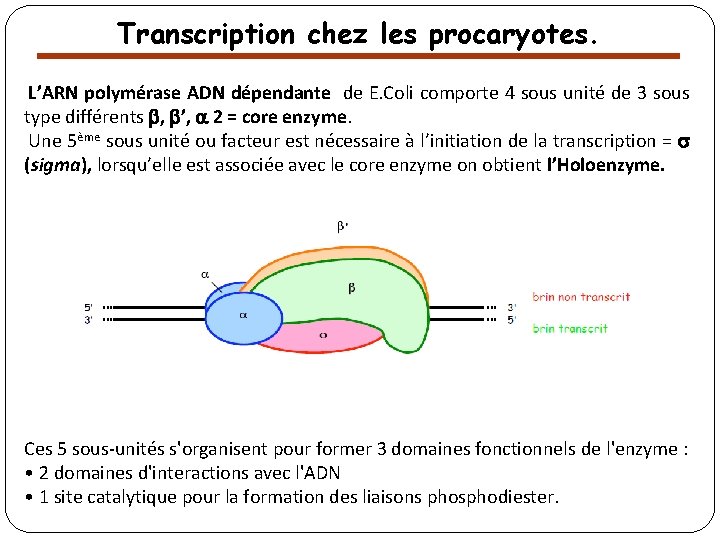 Transcription chez les procaryotes. L’ARN polymérase ADN dépendante de E. Coli comporte 4 sous