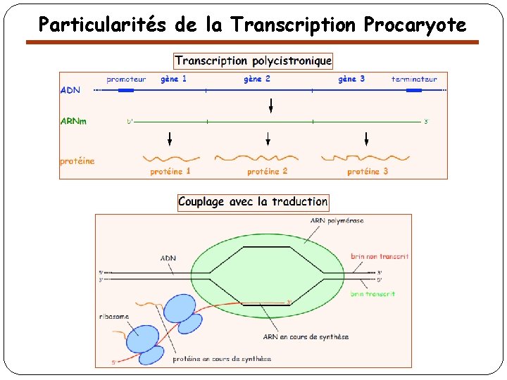 Particularités de la Transcription Procaryote 