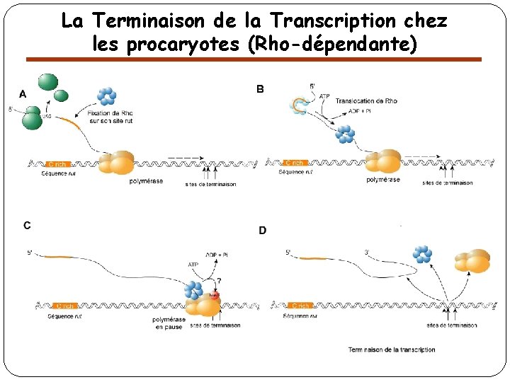 La Terminaison de la Transcription chez les procaryotes (Rho-dépendante) 