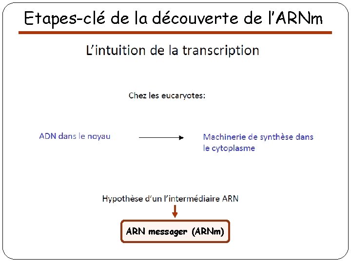 Etapes-clé de la découverte de l’ARNm ARN messager (ARNm) 