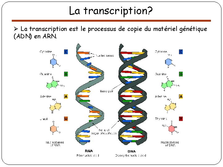 La transcription? Ø La transcription est le processus de copie du matériel génétique (ADN)