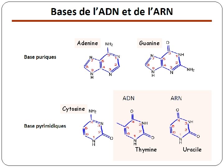 Adenine Guanine Cytosine Thymine Uracile 