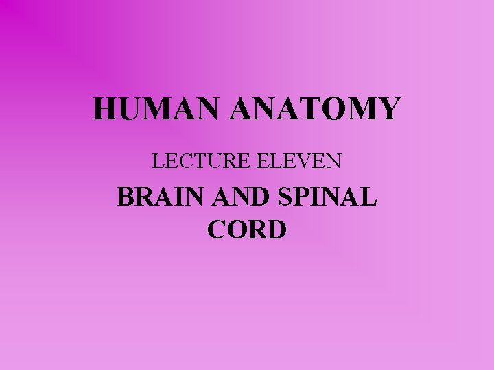 HUMAN ANATOMY LECTURE ELEVEN BRAIN AND SPINAL CORD 