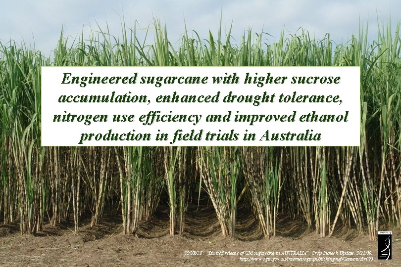 Engineered sugarcane with higher sucrose accumulation, enhanced drought tolerance, nitrogen use efficiency and improved