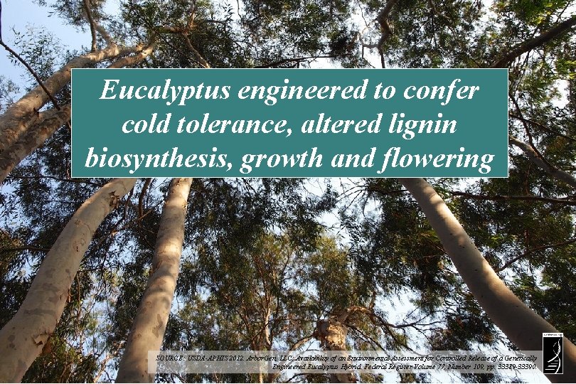 Eucalyptus engineered to confer cold tolerance, altered lignin biosynthesis, growth and flowering SOURCE: USDA-APHIS
