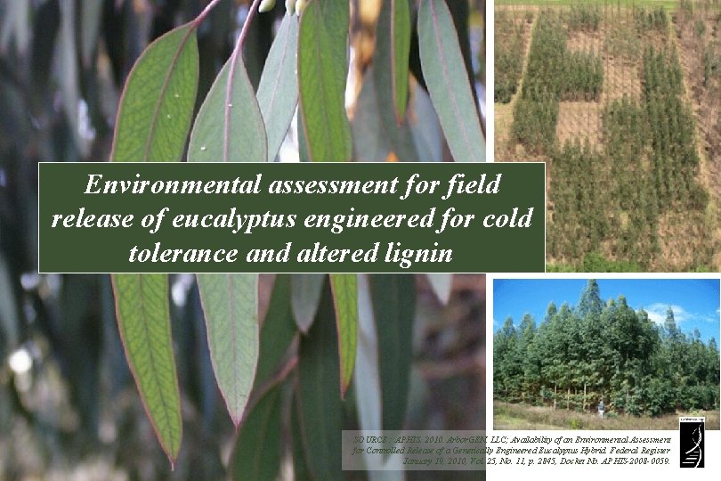 Environmental assessment for field release of eucalyptus engineered for cold tolerance and altered lignin