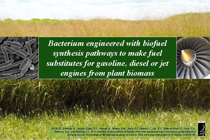 Bacterium engineered with biofuel synthesis pathways to make fuel substitutes for gasoline, diesel or