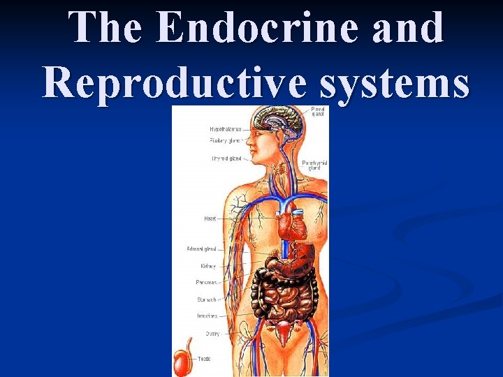 The Endocrine and Reproductive systems 