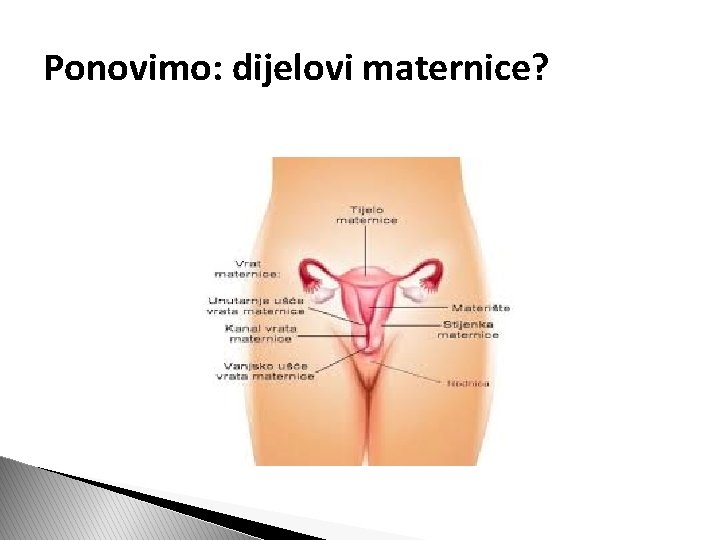 Ponovimo: dijelovi maternice? 