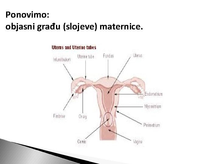 Ponovimo: objasni građu (slojeve) maternice. 