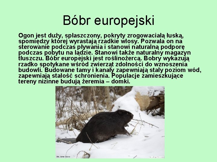 Bóbr europejski Ogon jest duży, spłaszczony, pokryty zrogowaciałą łuską, spomiędzy której wyrastają rzadkie włosy.