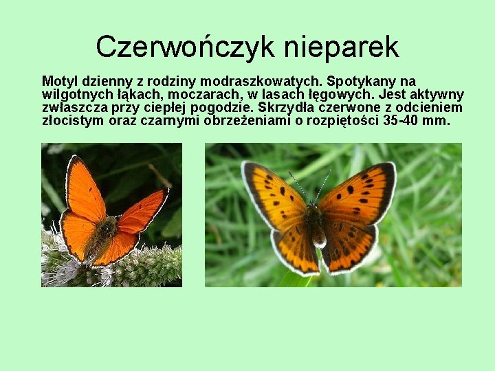 Czerwończyk nieparek Motyl dzienny z rodziny modraszkowatych. Spotykany na wilgotnych łąkach, moczarach, w lasach