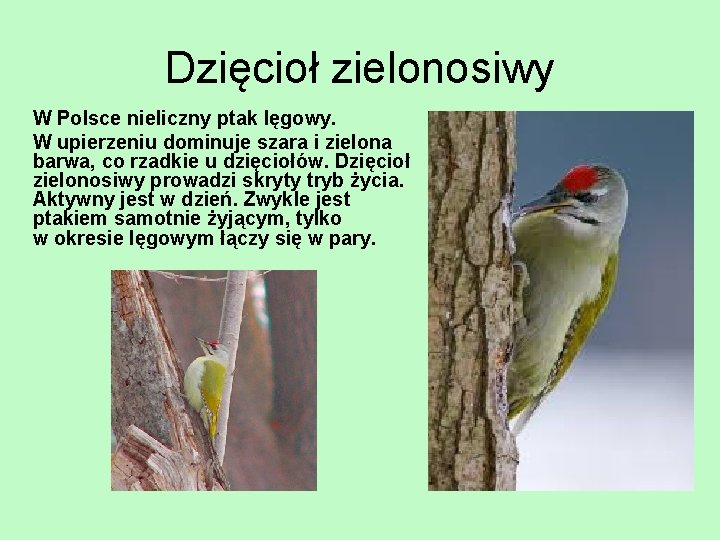 Dzięcioł zielonosiwy W Polsce nieliczny ptak lęgowy. W upierzeniu dominuje szara i zielona barwa,