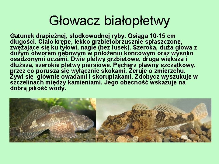 Głowacz białopłetwy Gatunek drapieżnej, słodkowodnej ryby. Osiąga 10 -15 cm długości. Ciało krępe, lekko