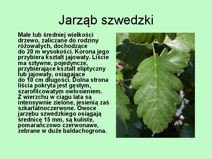 Jarząb szwedzki Małe lub średniej wielkości drzewo, zaliczane do rodziny różowatych, dochodzące do 20