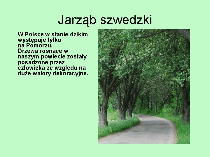 Jarząb szwedzki W Polsce w stanie dzikim występuje tylko na Pomorzu. Drzewa rosnące w