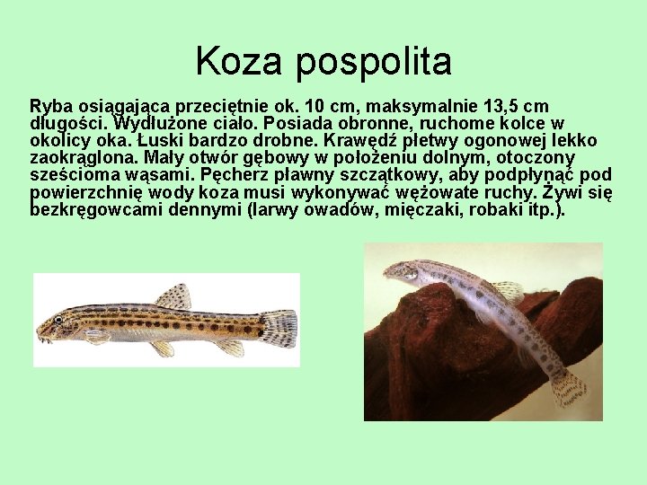 Koza pospolita Ryba osiągająca przeciętnie ok. 10 cm, maksymalnie 13, 5 cm długości. Wydłużone