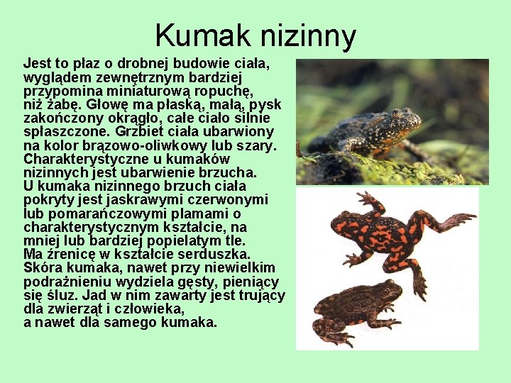 Kumak nizinny Jest to płaz o drobnej budowie ciała, wyglądem zewnętrznym bardziej przypomina miniaturową