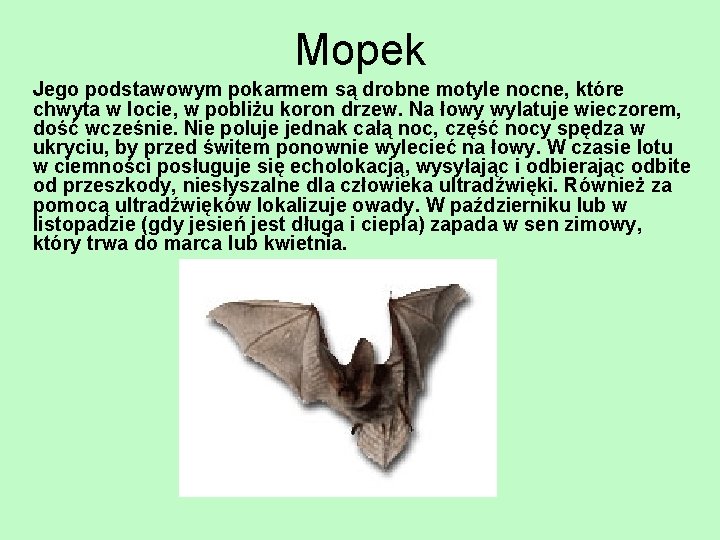 Mopek Jego podstawowym pokarmem są drobne motyle nocne, które chwyta w locie, w pobliżu