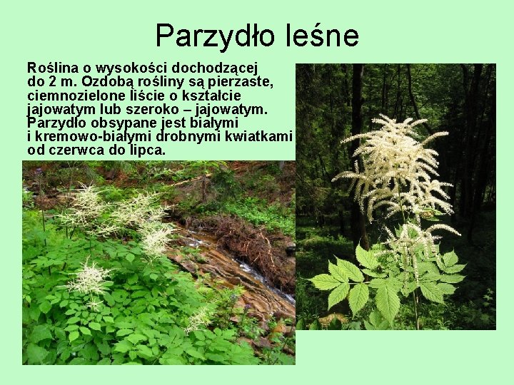 Parzydło leśne Roślina o wysokości dochodzącej do 2 m. Ozdobą rośliny są pierzaste, ciemnozielone